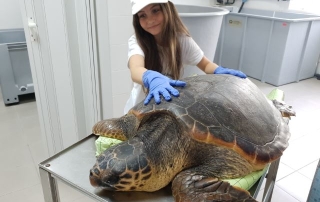 caretta caretta gdf